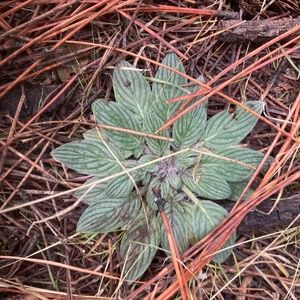 Meet your Posher, Gaia